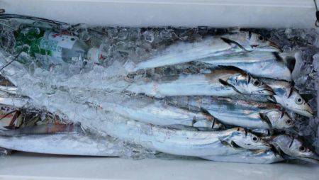 オーフリー 釣果