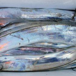 オーフリー 釣果