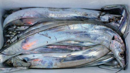 オーフリー 釣果