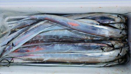 オーフリー 釣果