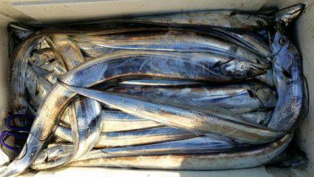 オーフリー 釣果