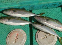 利弥丸(としやまる) 釣果