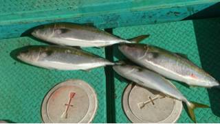 利弥丸（としやまる） 釣果