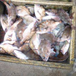 海釣り公園みかた 釣果