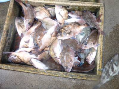 海釣り公園みかた 釣果