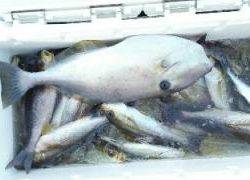 長栄丸(静岡) 釣果