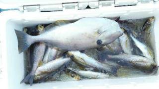 長栄丸(静岡) 釣果