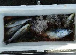 長栄丸(静岡) 釣果