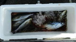 長栄丸(静岡) 釣果