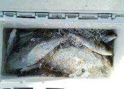 長栄丸(静岡) 釣果