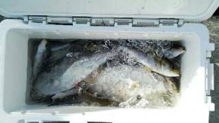 長栄丸(静岡) 釣果