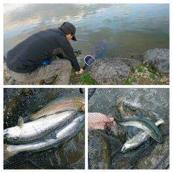 みどりフィッシングエリア 釣果