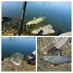 みどりフィッシングエリア 釣果