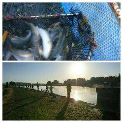 みどりフィッシングエリア 釣果