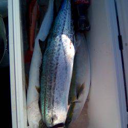 ファイヤードルフィン 釣果