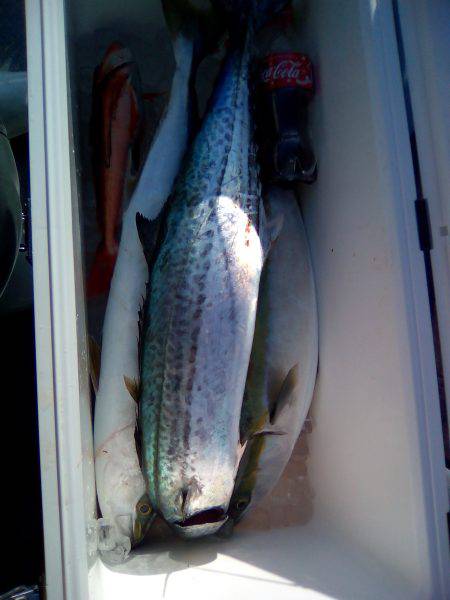 ファイヤードルフィン 釣果