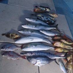 旭星釣りセンター 釣果