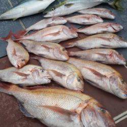 飛燕さくら丸 釣果