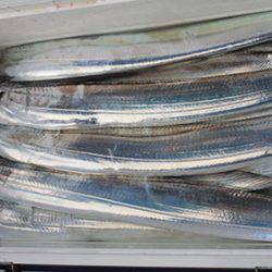 松本釣船2 釣果