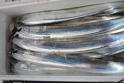 松本釣船２ 釣果