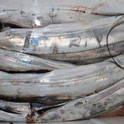 松本釣船2 釣果