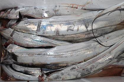 松本釣船2 釣果