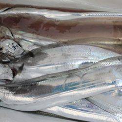 松本釣船2 釣果