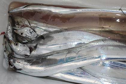 松本釣船2 釣果