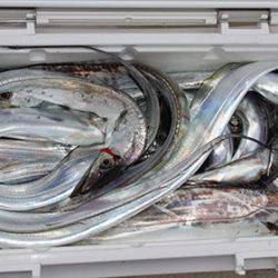 松本釣船2 釣果