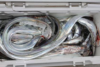 松本釣船2 釣果