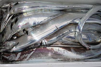 松本釣船2 釣果