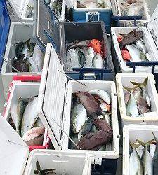 海龍丸(福岡) 釣果