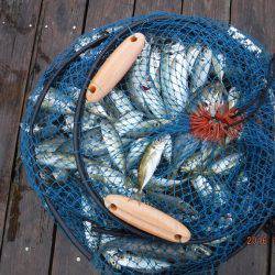 フィッシングパーク錦 釣果