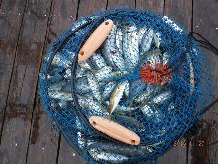 フィッシングパーク錦 釣果