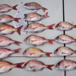 来温丸(らいおんまる) 釣果