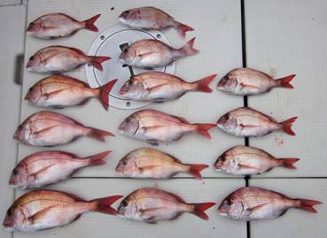 来温丸（らいおんまる） 釣果