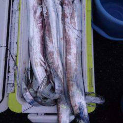 オーフリー 釣果