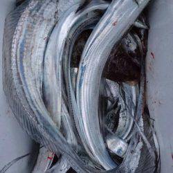 オーフリー 釣果