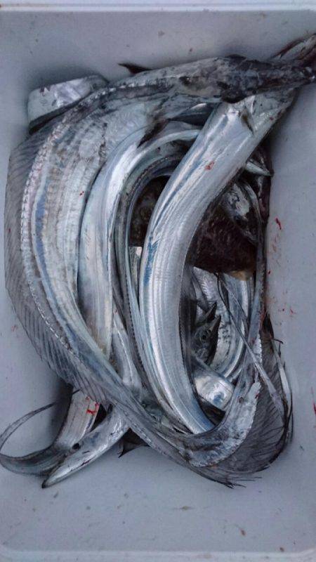 オーフリー 釣果