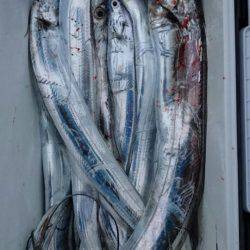 オーフリー 釣果