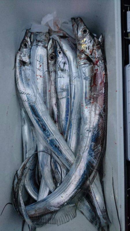 オーフリー 釣果