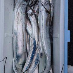 オーフリー 釣果