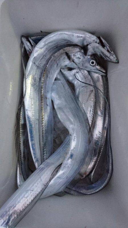 オーフリー 釣果