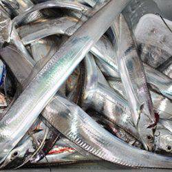 松本釣船２ 釣果