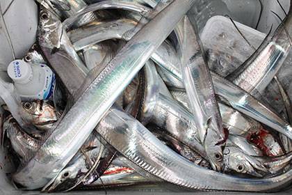 松本釣船２ 釣果