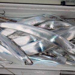 松本釣船２ 釣果