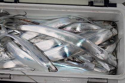 松本釣船２ 釣果