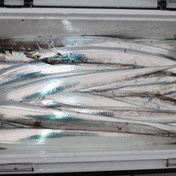 松本釣船２ 釣果