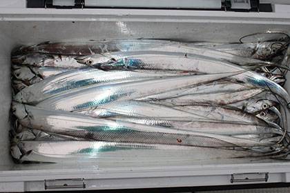 松本釣船２ 釣果