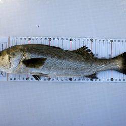 フルコンタクト 釣果